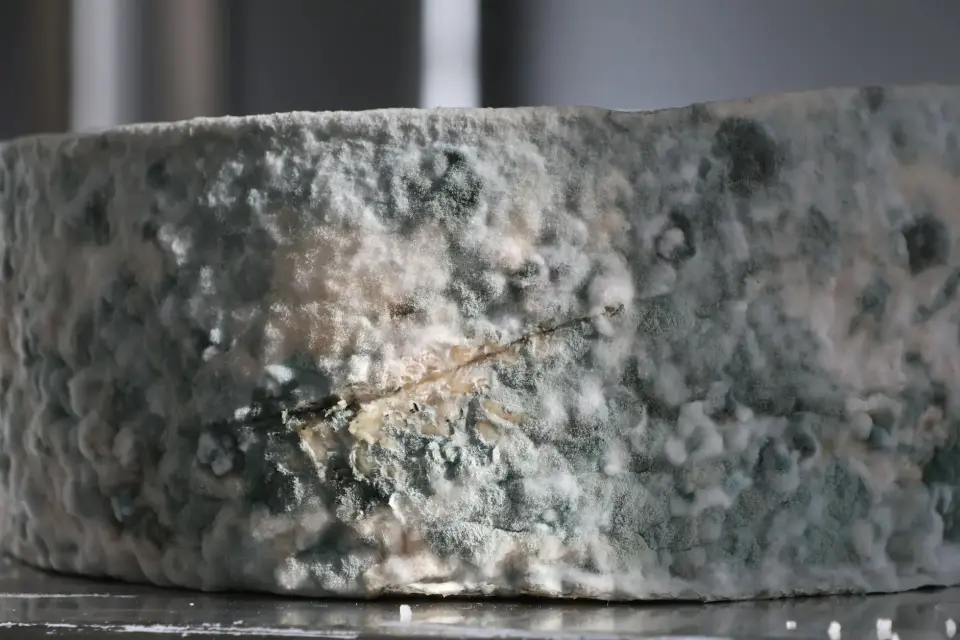 The Danger of Hidden Mold & High Spore Counts — Durham
